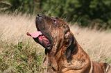 FILA BRASILEIRO 119
